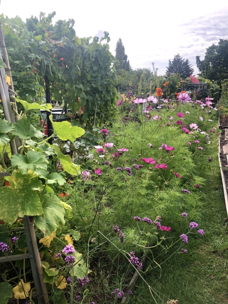 Chitts Hill Allotment & Garden Society